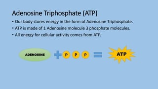 Adenosine Triphosphate (ATP)
• Our body stores energy in the form of Adenosine Triphosphate.
• ATP is made of 1 Adenosine molecule 3 phosphate molecules.
• All energy for cellular activity comes from ATP.
ADENOSINE P
P
P ATP
 