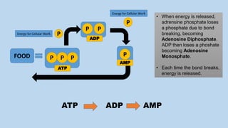 P P P
FOOD
P P
P
Energy for Cellular Work
Energy for Cellular Work
P
P
ATP
AMP
ADP
• When energy is released,
adrensine phosphate loses
a phosphate due to bond
breaking, becoming
Adenosine Diphosphate.
ADP then loses a phoshate
becoming Adenosine
Monosphate.
• Each time the bond breaks,
energy is released.
ATP ADP AMP
 