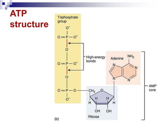 Energy Metabolism | PPT