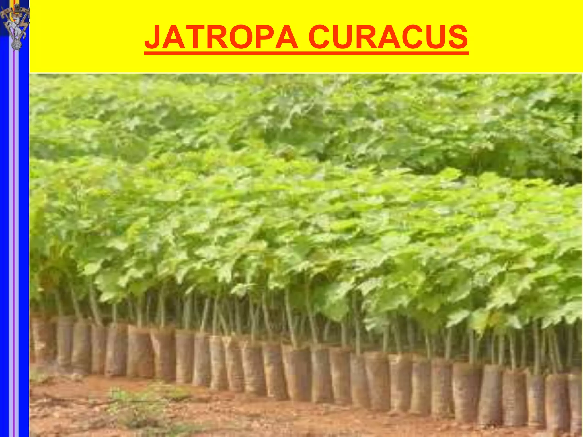 JATROPA CURACUS
 