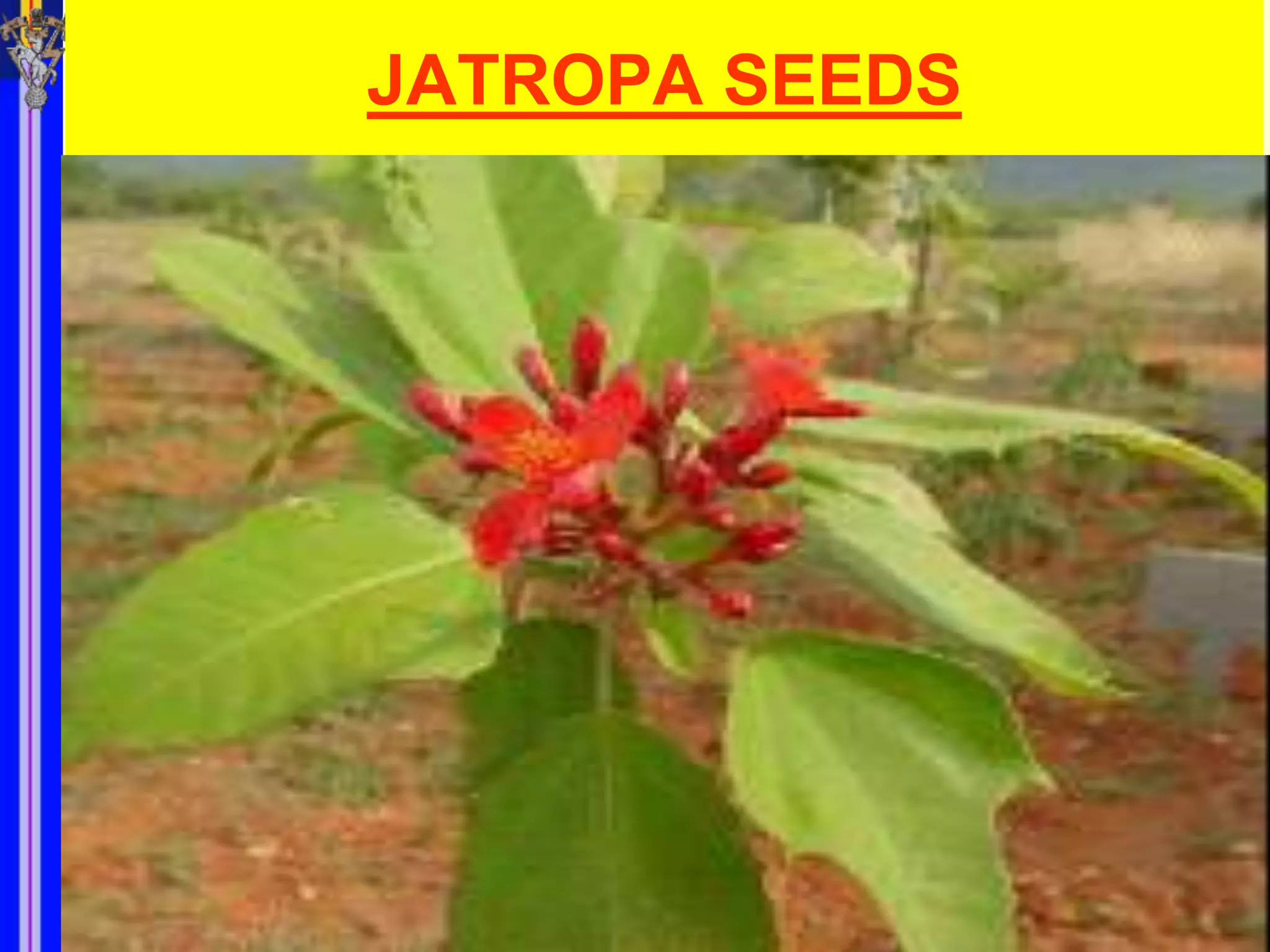 JATROPA SEEDS
 