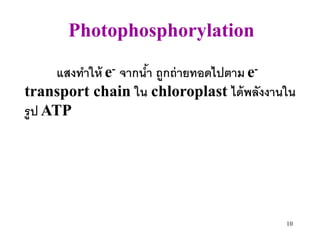 Photophosphorylation

     แสงทาให้ e- จากนา ถูกถ่ ายทอดไปตาม e-
                     ้
transport chain ใน chloroplast ได้ พลังงานใน
รูป ATP




                                          10
 
