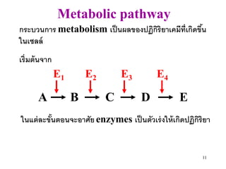 Metabolic pathway
กระบวนการ metabolism เป็ นผลของปฏิกิริยาเคมีท่ เกิดขึน
                                               ี     ้
ในเซลล์
เริ่มต้ นจาก
               E1       E2       E3        E4

       A            B        C        D           E
ในแต่ ละขันตอนจะอาศัย enzymes เป็ นตัวเร่ งให้ เกิดปฏิกิริยา
          ้


                                                         11
 