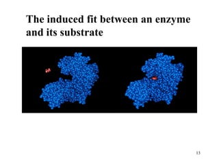 The induced fit between an enzyme
and its substrate




                                    13
 