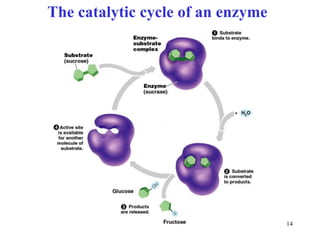 The catalytic cycle of an enzyme




                                   14
 