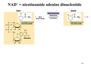 NAD+ = nicotinamide adenine dinucleotide




                                           18
 