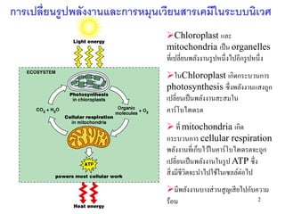 การเปลี่ยนรูปพลังงานและการหมุนเวียนสารเคมีในระบบนิเวศ
                               Chloroplast และ
                               mitochondria เป็ น organelles
                               ที่เปลี่ยนพลังงานรู ปหนึ่งไปอีกรู ปหนึ่ง
                               ในChloroplast เกิดกระบวนการ
                               photosynthesis ซึ่งพลังงานแสงถูก
                               เปลี่ยนเป็ นพลังงานสะสมใน
                               คาร์โบไฮเดรต
                                ที่ mitochondria เกิด
                               กระบวนการ cellular respiration
                               พลังงานที่เก็บไว้ในคาร์โบไฮเดรตจะถูก
                               เปลี่ยนเป็ นพลังงานในรู ป ATP ซึ่ง
                               สิ่ งมีชีวตจะนาไปใช้ในเซลล์ต่อไป
                                         ิ
                               มีพลังงานบางส่ วนสู ญเสี ยไปกับความ
                               ร้อน                             2
 