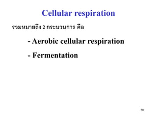 Cellular respiration
รวมหมายถึง 2 กระบวนการ คือ
     - Aerobic cellular respiration
     - Fermentation




                                      20
 