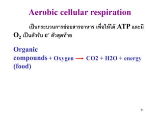 Aerobic cellular respiration
       เป็ นกระบวนการย่ อยสารอาหาร เพื่อให้ ได้ ATP และมี
O2 เป็ นตัวรับ e- ตัวสุดท้ าย

Organic
compounds + Oxygen             CO2 + H2O + energy
(food)




                                                       21
 