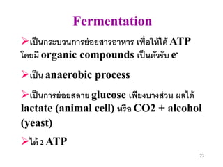 Fermentation
เป็ นกระบวนการย่ อยสารอาหาร เพื่อให้ ได้ ATP
โดยมี organic compounds เป็ นตัวรับ e-
เป็ น anaerobic process
เป็ นการย่ อยสลาย glucose เพียงบางส่ วน ผลได้
lactate (animal cell) หรือ CO2 + alcohol
(yeast)
ได้ 2 ATP
                                                23
 