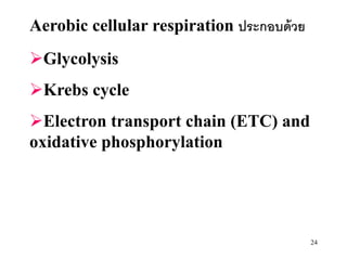 Aerobic cellular respiration ประกอบด้ วย
Glycolysis
Krebs cycle
Electron transport chain (ETC) and
oxidative phosphorylation




                                           24
 
