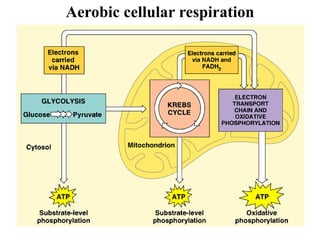 Aerobic cellular respiration




                               25
 