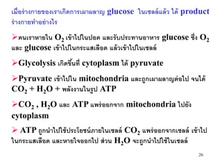 เมื่อร่ างกายของเราเกิดการเผาผลาญ glucose ในเซลล์ แล้ ว ได้ product
ร่ างกายทาอย่ างไร
คนเราหายใน O2 เข้ าไปในปอด และรั บประทานอาหาร glucose ซึ่ง O2
และ glucose เข้ าไปในกระแสเลือด แล้ วเข้ าไปในเซลล์
Glycolysis เกิดขึนที่ cytoplasm ได้ pyruvate
                  ้
Pyruvate เข้ าไปใน mitochondria และถูกเผาผลาญต่ อไป จนได้
CO2 + H2O + พลังงานในรู ป ATP
CO2 , H2O และ ATP แพร่ ออกจาก mitochondria ไปยัง
cytoplasm
 ATP ถูกนาไปใช้ ประโยชน์ ภายในเซลล์ CO2 แพร่ ออกจากเซลล์ เข้ าไป
ในกระแสเลือด และหายใจออกไป ส่ วน H2O จะถูกนาไปใช้ ในเซลล์
                                                               26
 