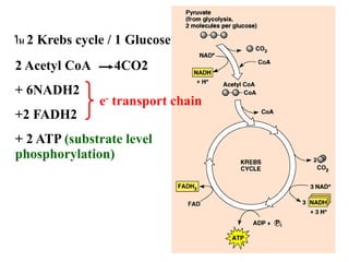 ใน 2 Krebs cycle / 1 Glucose
2 Acetyl CoA     4CO2
+ 6NADH2
               e- transport chain
+2 FADH2
+ 2 ATP (substrate level
phosphorylation)




                                    30
 