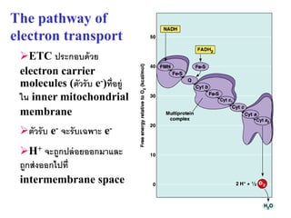 The pathway of
electron transport
 ETC ประกอบด้ วย
 electron carrier
 molecules (ตัวรั บ e-)ที่ อยู่
 ใน inner mitochondrial
 membrane
 ตัวรั บ e- จะรับเฉพาะ e-
 H+ จะถูกปล่ อยออกมาและ
 ถูกส่ งออกไปที่
 intermembrane space
                                  31
 