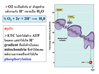 O2 จะเป็ นตัวรั บ e- ตัวสุดท้ าย
แล้ วรวมกับ H+ กลายเป็ น H2O
½ O2 + 2e- + 2H+            H20

สรุ ปว่ า
ETC ไม่ ทาให้ สร้ าง ATP
โดยตรง แต่ ทาให้ เกิด H+
gradient ที่ผนังด้ านในของ
mitochondria ซึ่งทาให้ สะสม
พลังงานมากพอที่จะทาให้ เกิด
phosphorylation

                                    32
 