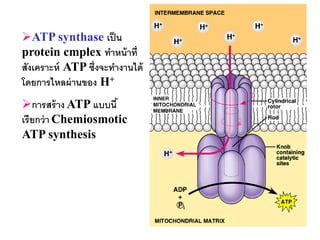 ATP synthase เป็ น
protein cmplex ทาหน้ าที่
สังเคราะห์ ATP ซึ่งจะทางานได้
โดยการไหลผ่ านของ H+
การสร้ าง ATP แบบนี ้
เรี ยกว่ า Chemiosmotic
ATP synthesis




                                33
 