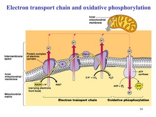 Electron transport chain and oxidative phosphorylation




                                                 34
 