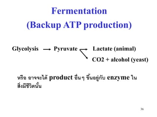 Fermentation
     (Backup ATP production)

Glycolysis     Pyruvate        Lactate (animal)
                              CO2 + alcohol (yeast)

 หรือ อาจจะได้ product อื่นๆ ขึนอยู่กับ enzyme ใน
                               ้
 สิ่งมีชีวิตนัน
              ้


                                                    36
 