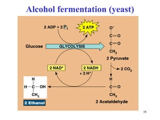 Alcohol fermentation (yeast)




                               38
 