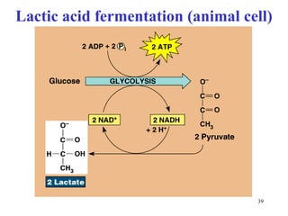 Lactic acid fermentation (animal cell)




                                   39
 