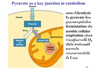 Pyruvate as a key junction in catabolism

                             ผลของ Glycolysis
                             คือ pyruvate ซึ่งจะ
                             ถูกเผาผลาญต่ อไปด้ วย
                             fermentation หรื อ
                             aerobic cellular
                             respiration แล้ วแต่
                             ว่ าจะอยู่ในภาวะที่มี O2
                             หรื อไม่ สาหรับเซลล์ ท่ ี
                             สามารถเกิด
                             กระบวนการหายใจได้
                             ทัง 2 แบบ
                                ้

                                                40
 