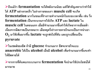 ถึงแม้ ว่า fermantation จะได้ พลังงานน้ อย แต่ กสาคัญเพราะว่ าทาให้
                                                    ็
ได้ ATP อย่ างรวดเร็ว ในร่ างกายของเรา muscle cell จะเกิด
fermentation มากในขณะที่ร่างกายทางานหนักในระยะเวลาสัน เช่ น วิ่ง้
fermentation เป็ นกระบวนการให้ เกิด ATP และ lactate ใน
muscle cell ในตอนแรก เมื่อมีจานวนมากขึนทาให้ เกิดอาการเมื่อยล้ า
                                               ้
เนื่องจากมีสภาพเป็ นกรดมาก เมื่อหยุดวิ่งร่ างกายหายใจแรงเป็ นการนาเอา
O2 มาใช้ เพิ่มมากขึน lactate จะถูกส่ งไปที่ตับ และถูกเปลี่ยนเป็ น
                   ้
pyruvate
ในเซลล์ ของยีส ถ้ ามี glucose จานวนมาก ยีสจะหายใจแบบ
anaerobic ได้ เป็ น alcohol เมื่อมี alcohol เพิ่มจานวนมากขึนจะทา
                                                           ้
ให้ ยีสตายได้
จากการที่ ค้นพบกระบวนการ fermentation จึงนามาใช้ ประโยชน์ ได้
มากมาย                                                      41
 