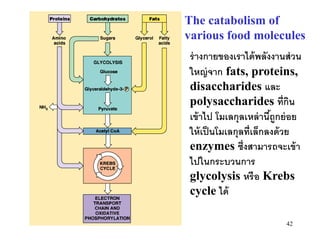 The catabolism of
various food molecules
ร่ างกายของเราได้ พลังงานส่ วน
ใหญ่ จาก fats, proteins,
disaccharides และ
polysaccharides ที่กน         ิ
เข้ าไป โมเลกุลเหล่ านีถกย่ อย
                        ู้
ให้ เป็ นโมเลกุลที่เล็กลงด้ วย
enzymes ซึ่งสามารถจะเข้ า
ไปในกระบวนการ
glycolysis หรื อ Krebs
cycle ได้

                          42
 
