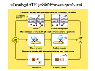 พลังงานในรูป ATP ถูกนาไปใช้ ทางานต่ างๆภายในเซลล์




                                                    6
 