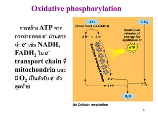 Oxidative phosphorylation

   การสร้ าง ATP จาก
การถ่ ายทอด e- ผ่ านสาร
นา e- เช่ น NADH,
FADH2 ใน e-
transport chain ที่
mitochondria และ
มี O2 เป็ นตัวรับ e- ตัว
สุดท้ าย


                                   8
 