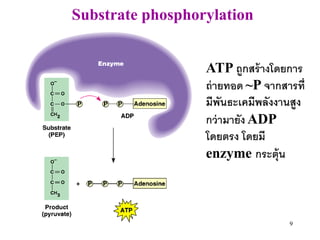 Substrate phosphorylation


                  ATP ถูกสร้ างโดยการ
                  ถ่ ายทอด ~P จากสารที่
                  มีพันธะเคมีพลังงานสูง
                  กว่ ามายัง ADP
                  โดยตรง โดยมี
                  enzyme กระตุ้น



                                   9
 