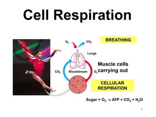 Cell Respiration
          O2         CO2           BREATHING


                         Lungs


                              Muscle cells
    CO2    Bloodstream      O carrying out
                             2




                                  CELLULAR
                                 RESPIRATION

                     Sugar + O2  ATP + CO2 + H2O

                                                1
 