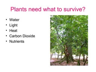 Plants need what to survive?
•   Water
•   Light
•   Heat
•   Carbon Dioxide
•   Nutrients
 