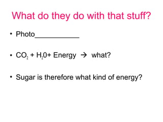 What do they do with that stuff?
• Photo___________

• CO2 + H20+ Energy  what?

• Sugar is therefore what kind of energy?
 