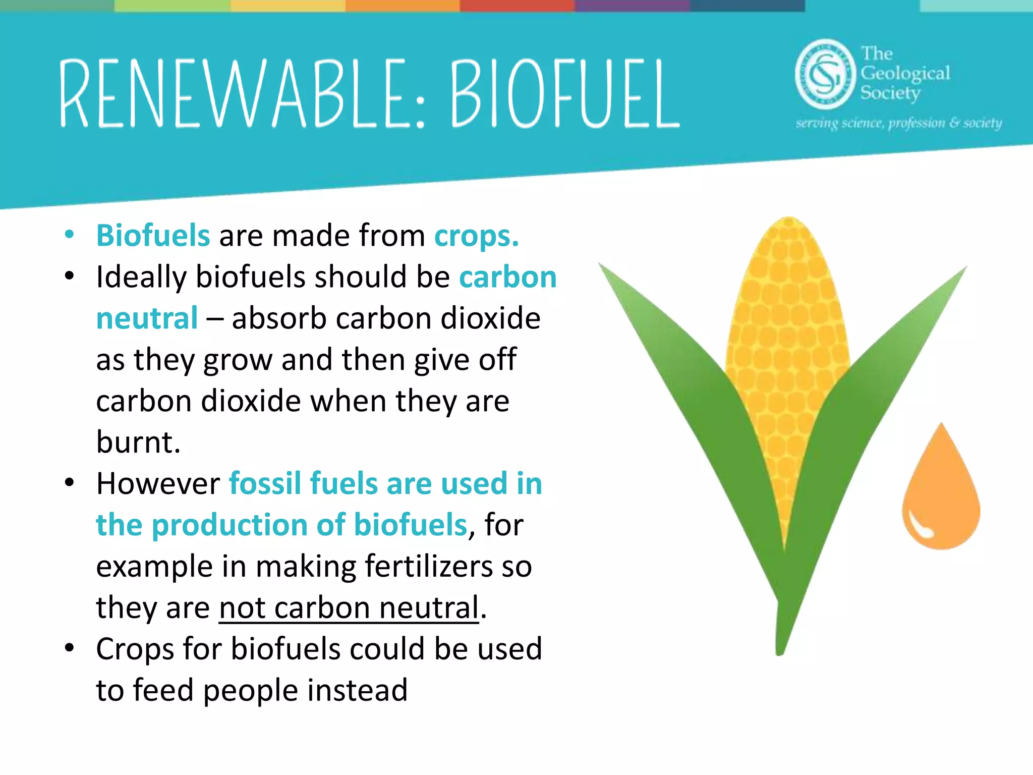 • Biofuels are made from crops.
• Ideally biofuels should be carbon
neutral – absorb carbon dioxide
as they grow and then give off
carbon dioxide when they are
burnt.
• However fossil fuels are used in
the production of biofuels, for
example in making fertilizers so
they are not carbon neutral.
• Crops for biofuels could be used
to feed people instead
 