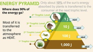 Food Chain and Food Web with energy pyramid concepts | PPTX