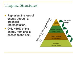Energy Pyramids Unit Energy Pyramids | PPT