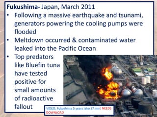 Fukushima- Japan, March 2011
• Following a massive earthquake and tsunami,
generators powering the cooling pumps were
flooded
• Meltdown occurred & contaminated water
leaked into the Pacific Ocean
• Top predators
like Bluefin tuna
have tested
positive for
small amounts
of radioactive
fallout VIDEO: Fukushima 5 years later (7 min) NEEDS
DOWNLOAD
 