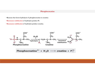 Phosphocreatine
•Reasons that favors hydrolysis of phosphocreatine to creatine:
•Resonance stabilization of hydrolytic product Pi.
•Resonance stabilization of hydrolytic product creatine.
~
~
 