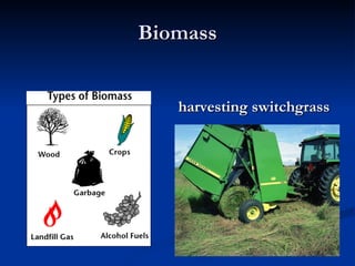 Biomass harvesting switchgrass 
