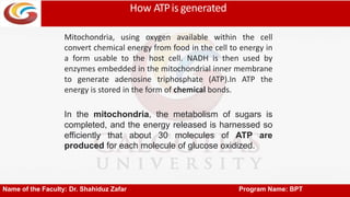 How ATPis generated
Name of the Faculty: Dr. Shahiduz Zafar Program Name: BPT
Mitochondria, using oxygen available within the cell
convert chemical energy from food in the cell to energy in
a form usable to the host cell. NADH is then used by
enzymes embedded in the mitochondrial inner membrane
to generate adenosine triphosphate (ATP).In ATP the
energy is stored in the form of chemical bonds.
In the mitochondria, the metabolism of sugars is
completed, and the energy released is harnessed so
efficiently that about 30 molecules of ATP are
produced for each molecule of glucose oxidized.
 