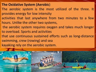 The Oxidative System (Aerobic)
The aerobic system is the most utilized of the three. It
provides energy for low intensity
activities that last anywhere from two minutes to a few
hours. Unlike the other two systems,
the aerobic system requires oxygen and takes much longer
to overload. Sports and activities
that use continuous sustained efforts such as long-distance
swimming, crew (rowing) and sea
kayaking rely on the aerobic system.
 