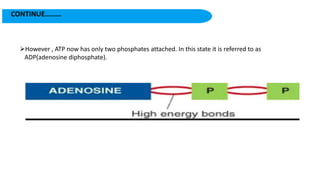 CONTINUE………
However , ATP now has only two phosphates attached. In this state it is referred to as
ADP(adenosine diphosphate).
 