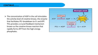 CONTINUE………
 The concentration of ADP in the cell stimulates
the activity level of creatine kinase, the enzyme
that facilitates PCr breakdown to Cr and ATP.
This provides a crucial feedback mechanism
known as the creatine kinase reaction that
rapidly forms ATP from the high-energy
phosphates.
 