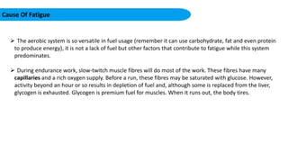 Cause Of Fatigue
 The aerobic system is so versatile in fuel usage (remember it can use carbohydrate, fat and even protein
to produce energy), it is not a lack of fuel but other factors that contribute to fatigue while this system
predominates.
 During endurance work, slow-twitch muscle fibres will do most of the work. These fibres have many
capillaries and a rich oxygen supply. Before a run, these fibres may be saturated with glucose. However,
activity beyond an hour or so results in depletion of fuel and, although some is replaced from the liver,
glycogen is exhausted. Glycogen is premium fuel for muscles. When it runs out, the body tires.
 