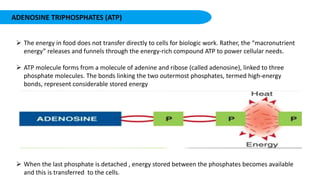 ADENOSINE TRIPHOSPHATES (ATP)
 The energy in food does not transfer directly to cells for biologic work. Rather, the “macronutrient
energy” releases and funnels through the energy-rich compound ATP to power cellular needs.
 ATP molecule forms from a molecule of adenine and ribose (called adenosine), linked to three
phosphate molecules. The bonds linking the two outermost phosphates, termed high-energy
bonds, represent considerable stored energy
 When the last phosphate is detached , energy stored between the phosphates becomes available
and this is transferred to the cells.
 