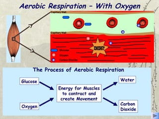 Aerobic Respiration – With Oxygen
1. Glucose and oxygen are transported to the working muscles by
the blood.
Aerobic respiration involves the release of energy from the slow
breakdown of glucose using oxygen, inside the cells.
2. Glucose and oxygen are then used by the muscles of the body
to produce energy.
3. This process creates carbon dioxide and water.
4. The carbon dioxide passes back into the blood for removal.
The Process of Aerobic Respiration
Energy for Muscles
to contract and
create Movement
Water
Carbon
Dioxide
Glucose
Oxygen
 