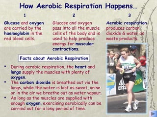 Facts about Aerobic Respiration
How Aerobic Respiration Happens…
Glucose and oxygen
are carried by the
haemoglobin in the
red blood cells.
Glucose and oxygen
pass into all the muscle
cells of the body and is
used to help produce
energy for muscular
contractions.
Aerobic respiration
produces carbon
dioxide & water as
waste products.
 During aerobic respiration, the heart and
lungs supply the muscles with plenty of
oxygen.
 The carbon dioxide is breathed out via the
lungs, while the water is lost as sweat, urine
or in the air we breathe out as water vapour.
 As long as the muscles are supplied with
enough oxygen, exercising aerobically can be
carried out for a long period of time.
1 2 3
 
