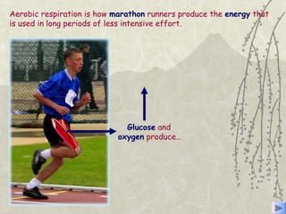 Aerobic respiration is how marathon runners produce the energy that
is used in long periods of less intensive effort.
Glucose and
oxygen produce…
 