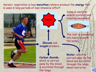 Aerobic respiration is how marathon runners produce the energy that
is used in long periods of less intensive effort.
Glucose and
oxygen produce…
Carbon dioxide,
which is carried
away by the blood
& excreted through
the lungs.
Water, which is
carried away by the
blood and excreted
through the lungs,
sweat and urine.
Some is used for
muscle contractions,
creating movement.
The rest is converted
into heat to warm
the body.
 